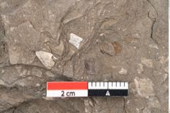 Foto (Detailansicht) von Ficus deschmanni Ettingshausen (NHMW-GEO-2024-0188-7988)